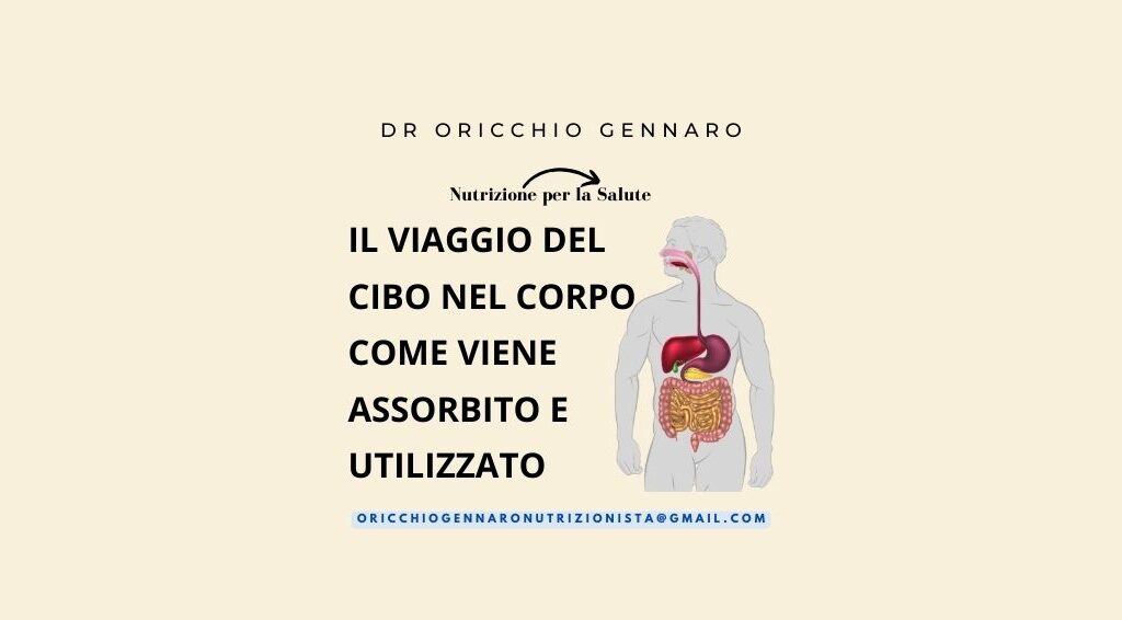 IL VIAGGIO DEL CIBO NEL CORPO: COME VIENE ASSORBITO E UTILIZZATO